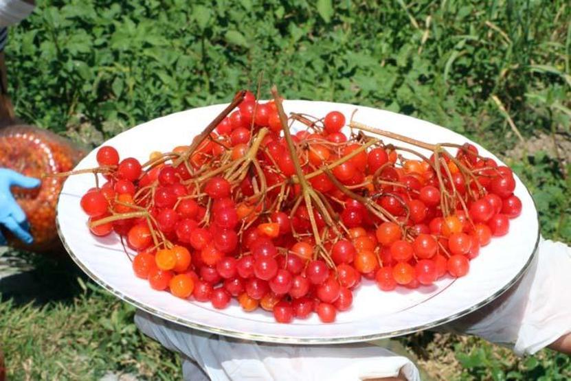 Böbrek taşı ve böbrek kumu sorunlarına karşı birebir Doğada kendiliğinden yetişiyor