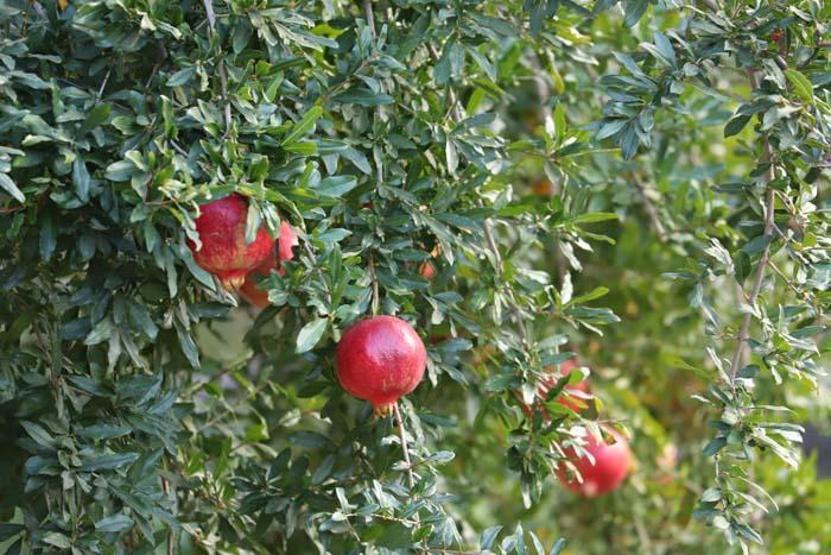 Geleneksel yöntemlerle hazırlanıyor Şeker hastalığına ve tansiyona karşı birebir