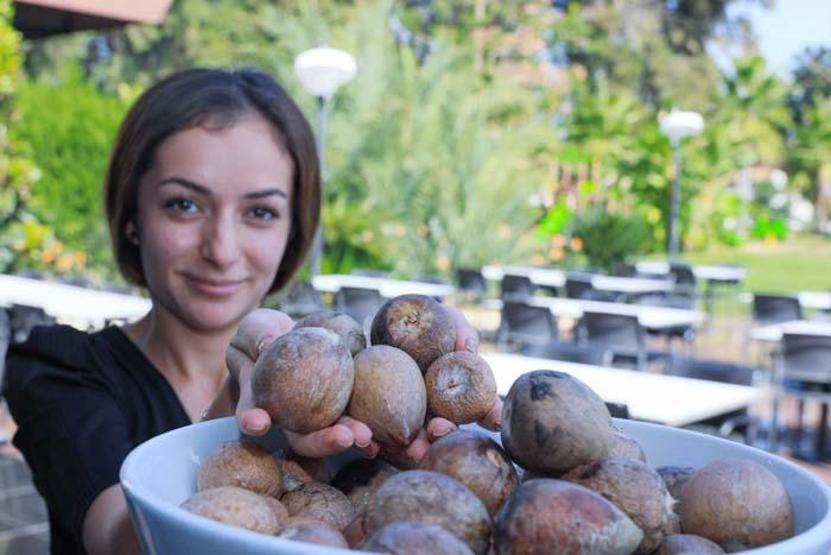 Avokado talebine yetişemeyen üreticiler, çekirdek toplamaya başladı