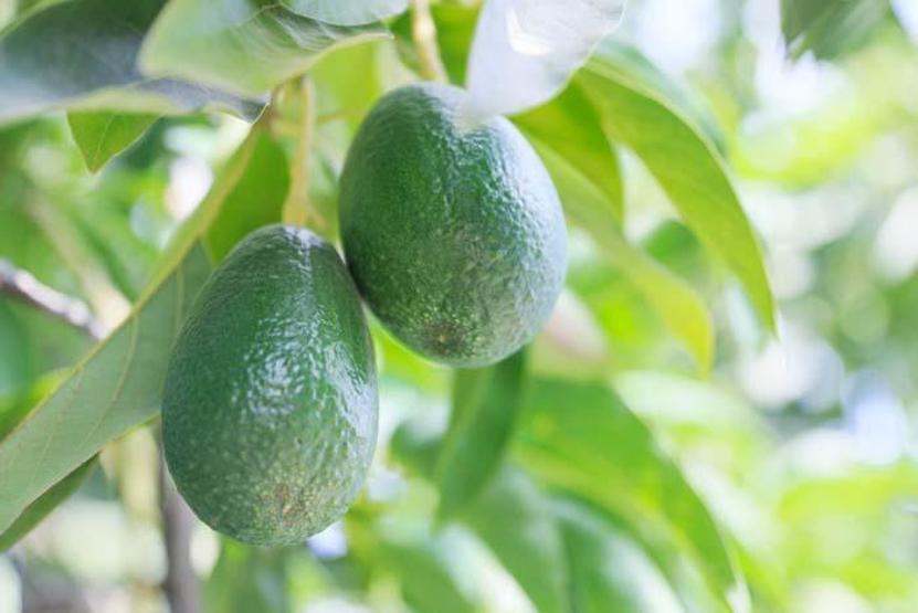 Avokado talebine yetişemeyen üreticiler, çekirdek toplamaya başladı