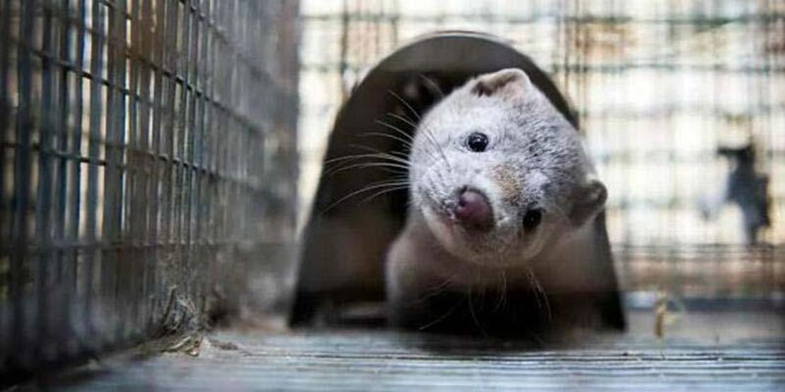 Danimarka milyonlarca vizonu toplu mezarlara gömüyor