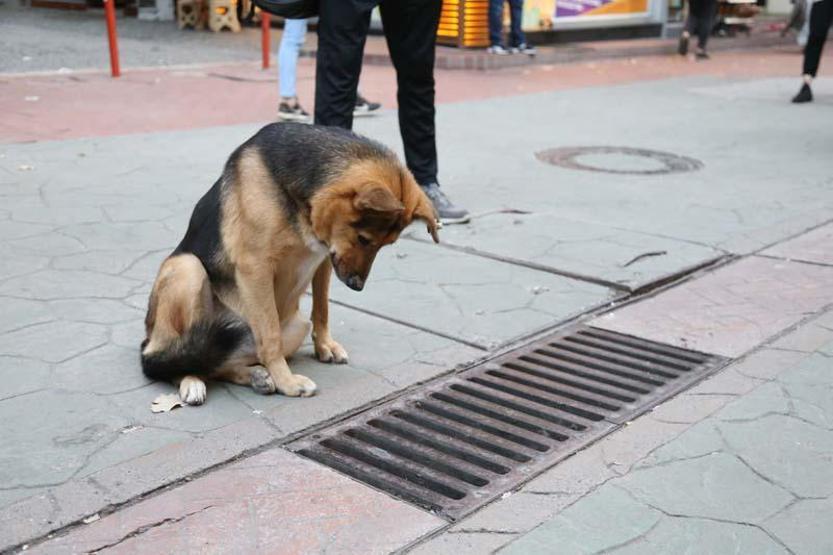 Mazgalı izleyen köpeğin sırrı ortaya çıktı