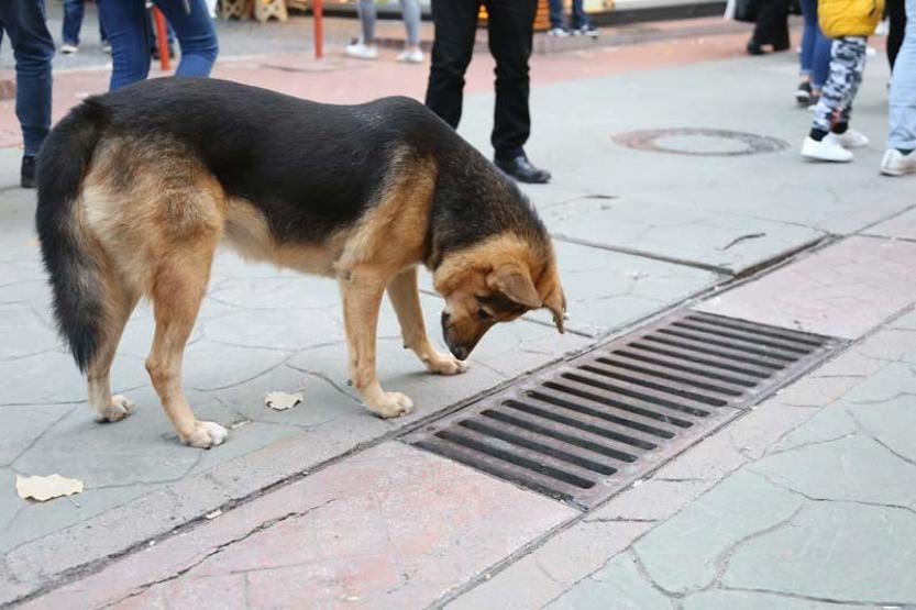 Mazgalı izleyen köpeğin sırrı ortaya çıktı