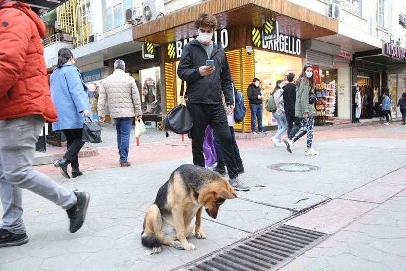 Mazgalı izleyen köpeğin sırrı ortaya çıktı
