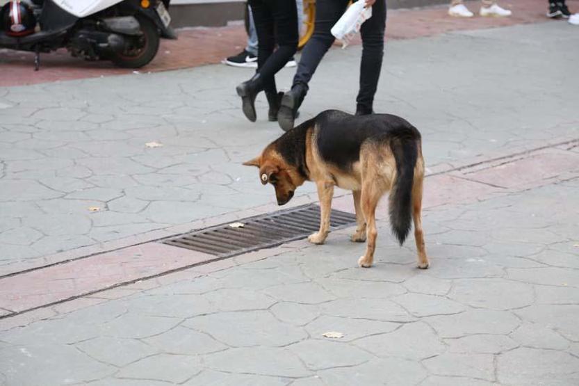 Mazgalı izleyen köpeğin sırrı ortaya çıktı