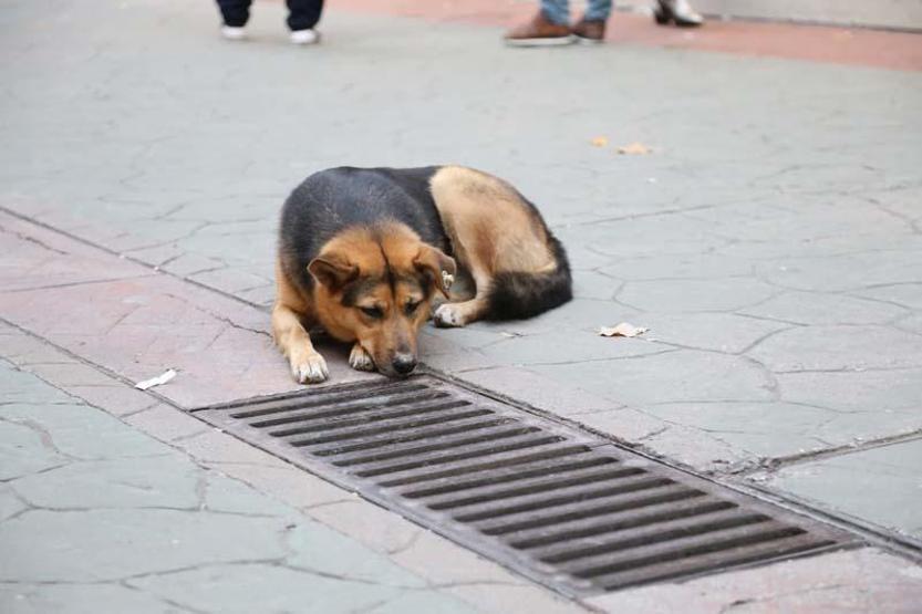 Mazgalı izleyen köpeğin sırrı ortaya çıktı