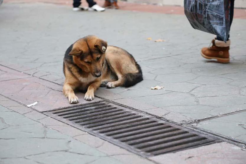 Mazgalı izleyen köpeğin sırrı ortaya çıktı