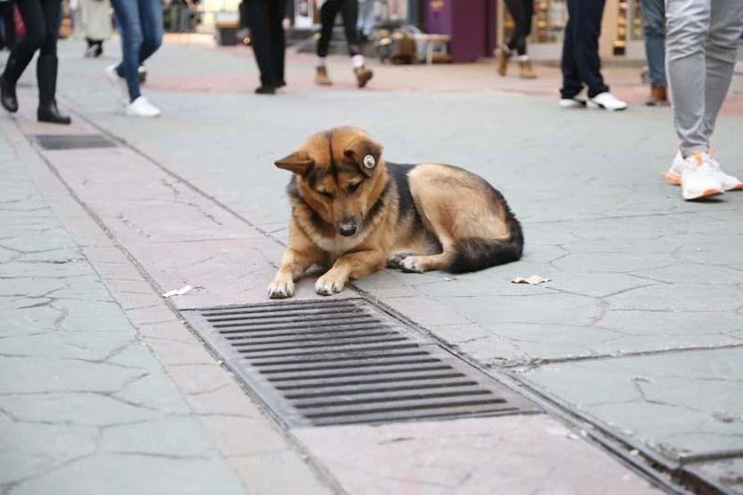 Mazgalı izleyen köpeğin sırrı ortaya çıktı