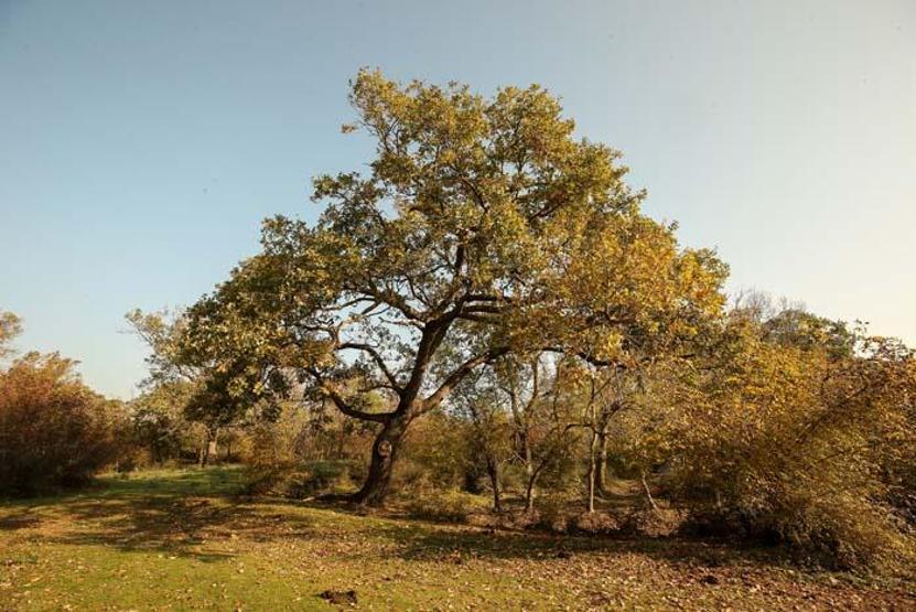 Deniz ile ormanın kucaklaştığı yer Ziyaretçi akınına uğruyor