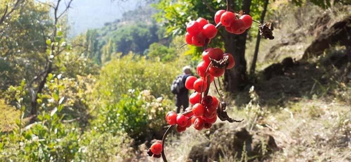 Aydının yanı başında bir doğa harikası: Koçak Kanyonu