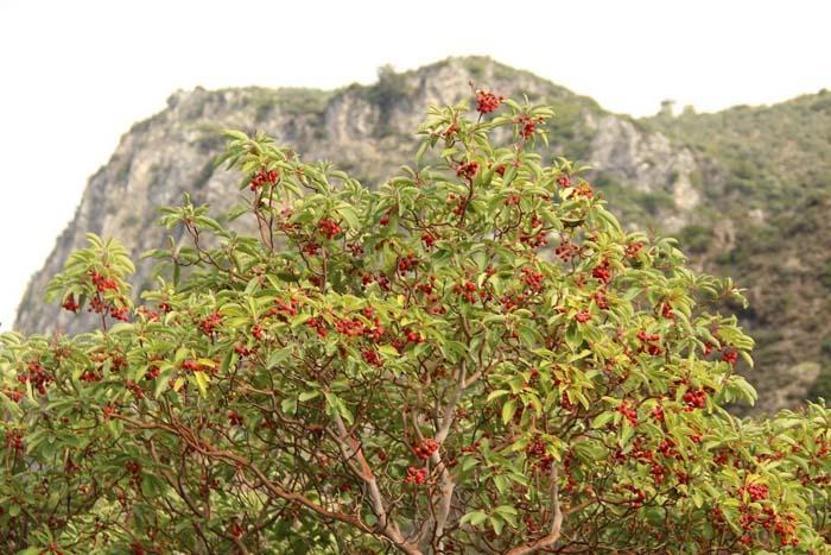 Aydının yanı başında bir doğa harikası: Koçak Kanyonu