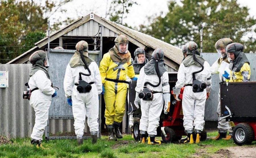 Koronavirüsün mutasyonu olan Cluster-5 virüsü öldü