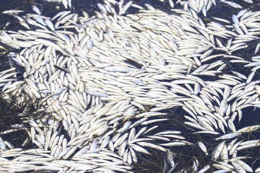 Ankarada barajdaki balık ölümlerine inceleme