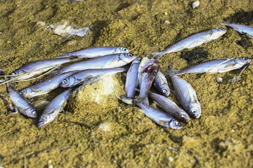 Ankarada barajdaki balık ölümlerine inceleme