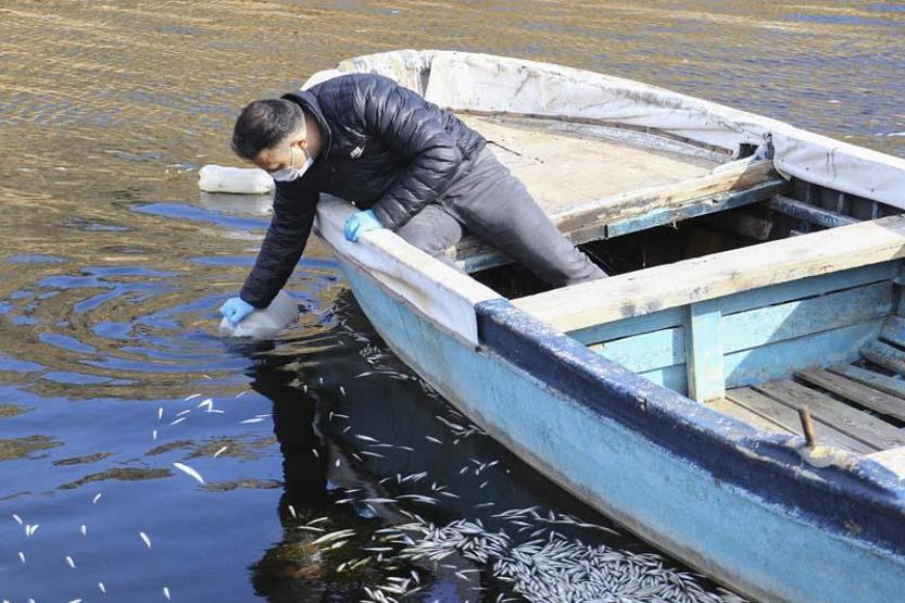 Ankarada barajdaki balık ölümlerine inceleme