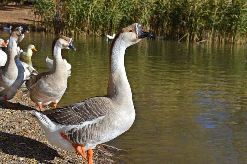 Gölbaşı Gölleri Tabiat Parkında sonbahar güzelliği