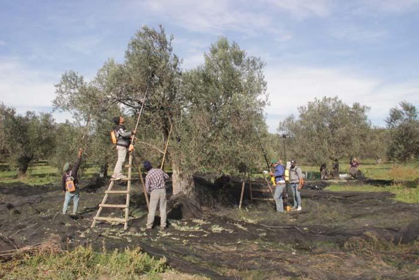 Koronavirüse karşı zeytin yaprağı çayı