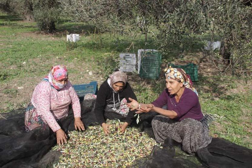Koronavirüse karşı zeytin yaprağı çayı
