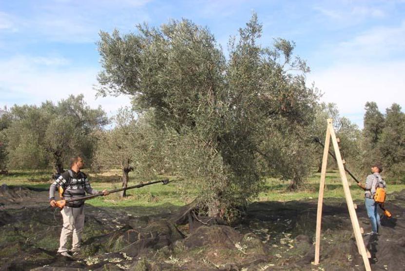 Koronavirüse karşı zeytin yaprağı çayı