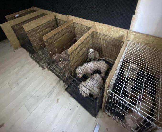 Akılalmaz iddia: Cins köpeklerin ses telleri alındı Belediye sahip çıktı