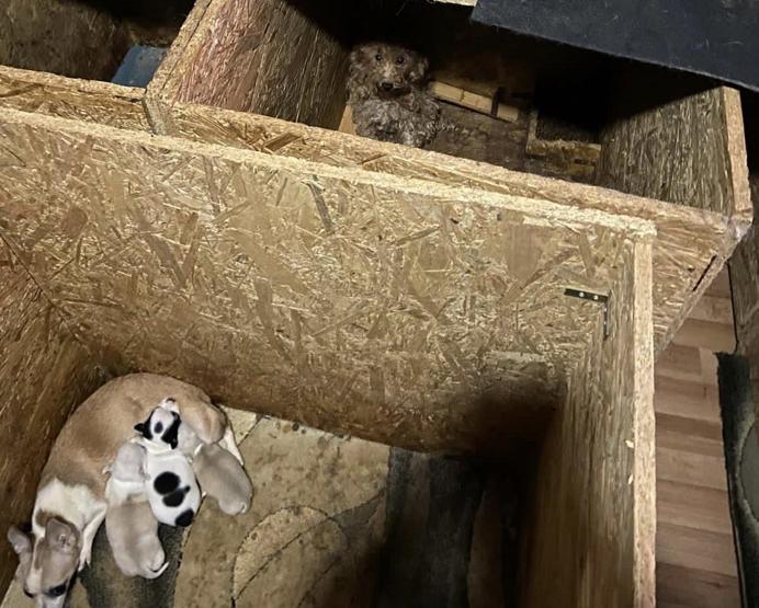 Akılalmaz iddia: Cins köpeklerin ses telleri alındı Belediye sahip çıktı
