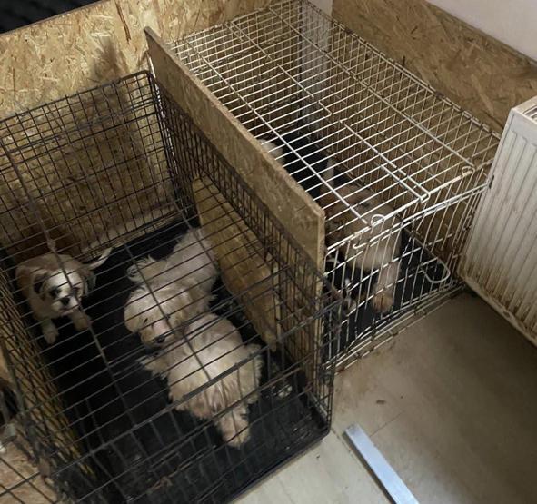 Akılalmaz iddia: Cins köpeklerin ses telleri alındı Belediye sahip çıktı
