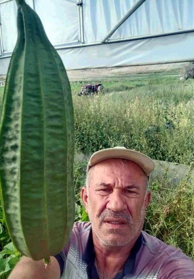 Beypazarılı çiftçi, tarlasında tropikal bamya yetiştirdi