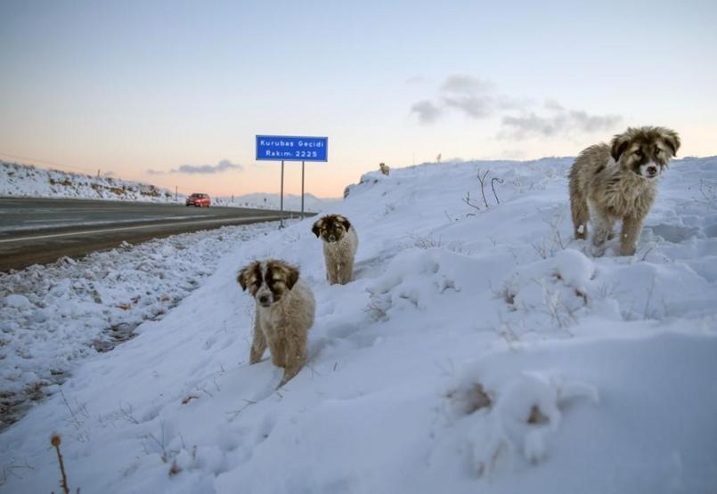 Vanda donma tehlikesi geçiren yavru köpekleri belediye ekipleri kurtardı
