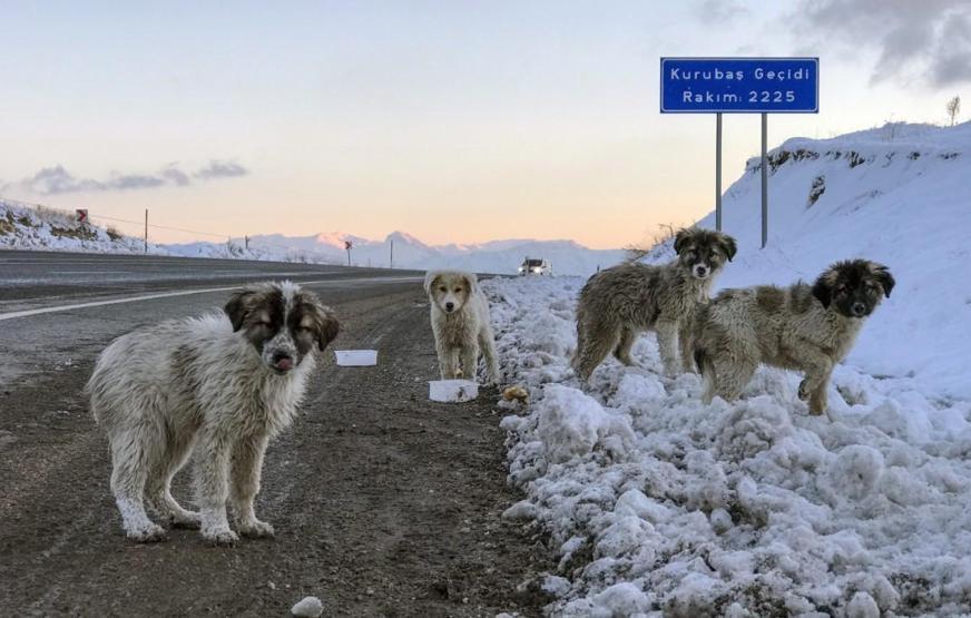 Vanda donma tehlikesi geçiren yavru köpekleri belediye ekipleri kurtardı