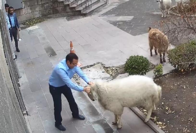Belediye binasına girerken görüntülenen hayvanların sahibi konuştu