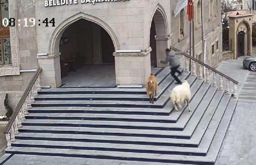 Belediye binasına girerken görüntülenen hayvanların sahibi konuştu