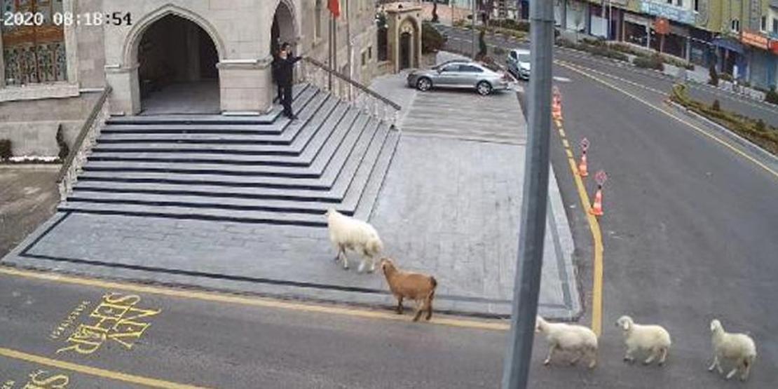 Görüntüler çok konuşulmuştu Belediye başkanı koçu satın aldı