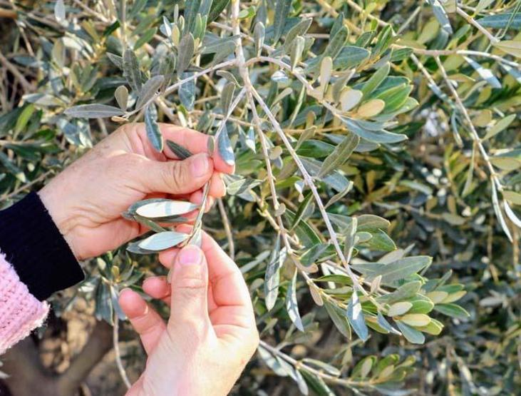Koronavirüse karşı etkili Virüsün vücuda zarar vermesini engelliyor