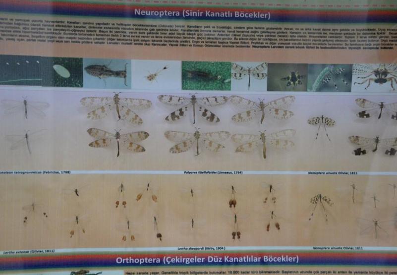 Türkiye için uyarı: Önlem alınmazsa 2021de istilaya neden olur