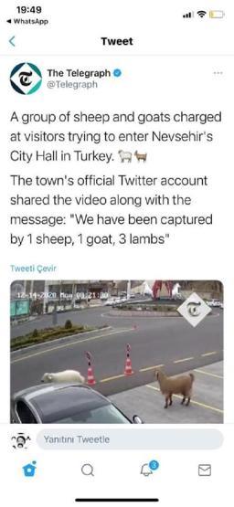 Belediye binasına girerken görüntülenen hayvanlar dünya basınında