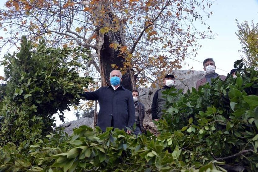 Dağlardan topladıkları defneden günlük 500 lira kazanıyorlar