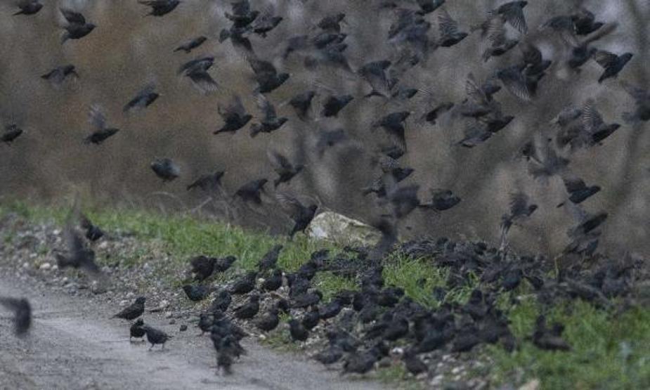 Sığırcık kuşlarının gökyüzündeki dansı görüntülendi