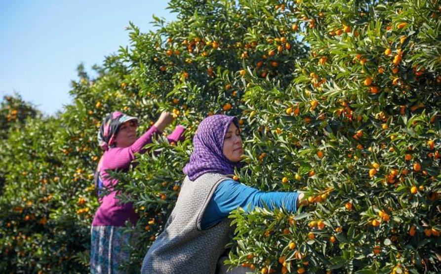 Koronavirüsle ilgi daha da arttı Kamkat hasadı başladı