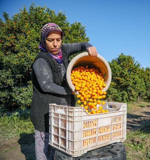 Koronavirüsle ilgi daha da arttı Kamkat hasadı başladı