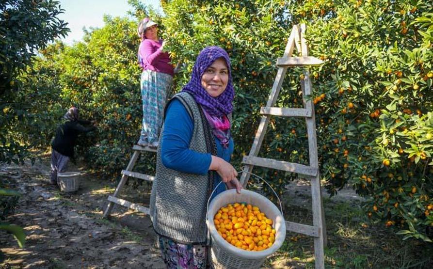 Koronavirüsle ilgi daha da arttı Kamkat hasadı başladı