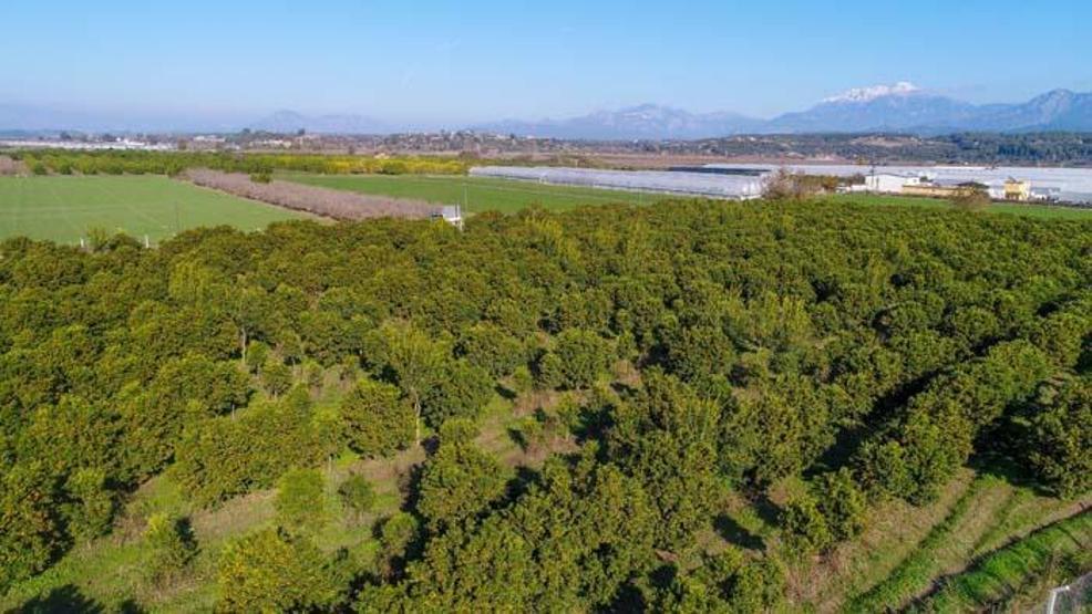 Koronavirüsle ilgi daha da arttı Kamkat hasadı başladı