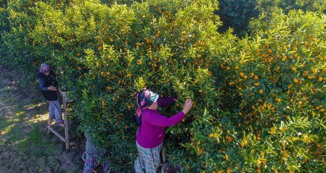 Koronavirüsle ilgi daha da arttı Kamkat hasadı başladı