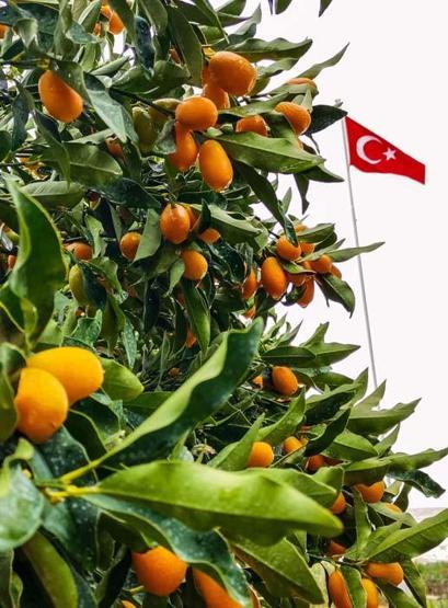 Koronavirüsle ilgi daha da arttı Kamkat hasadı başladı