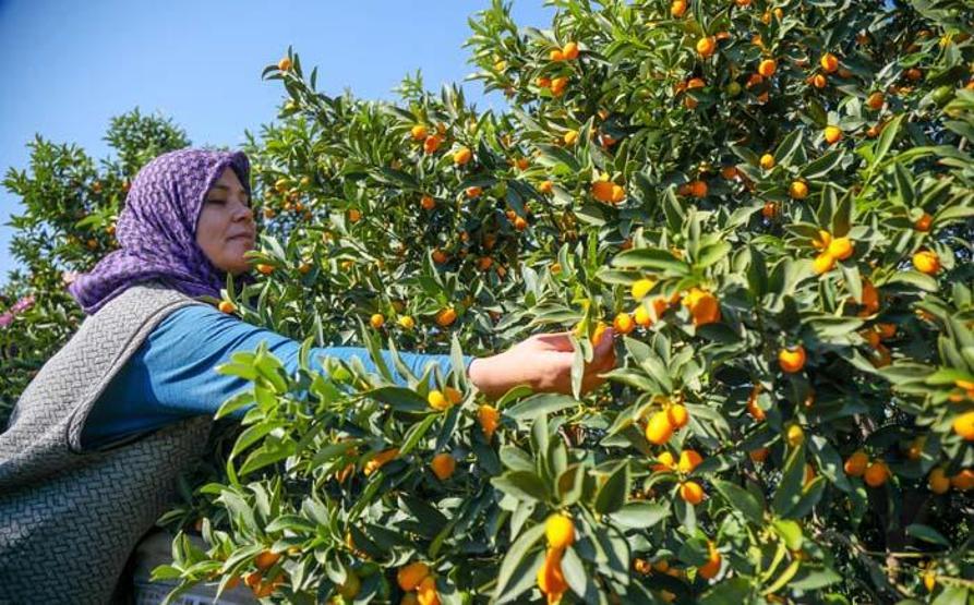 Koronavirüsle ilgi daha da arttı Kamkat hasadı başladı