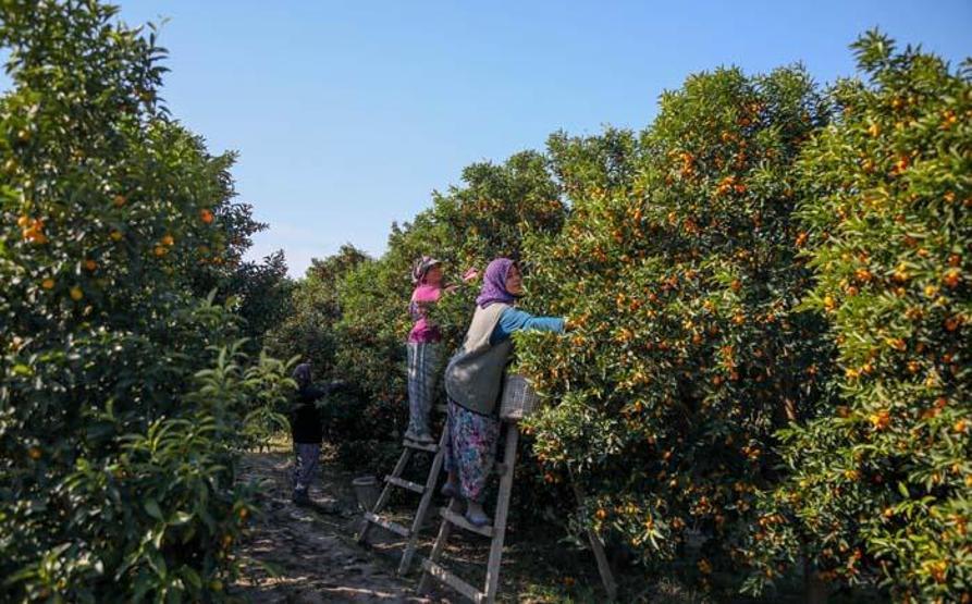 Koronavirüsle ilgi daha da arttı Kamkat hasadı başladı