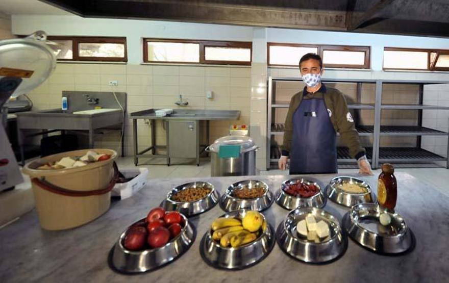 Türkiyede bakılan 4 karıncayiyen özel mama ile besleniyor