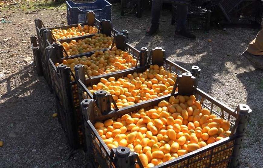 Vitamin ve mineral deposu Koronavirüs sürecinde yoğun ilgi görüyor