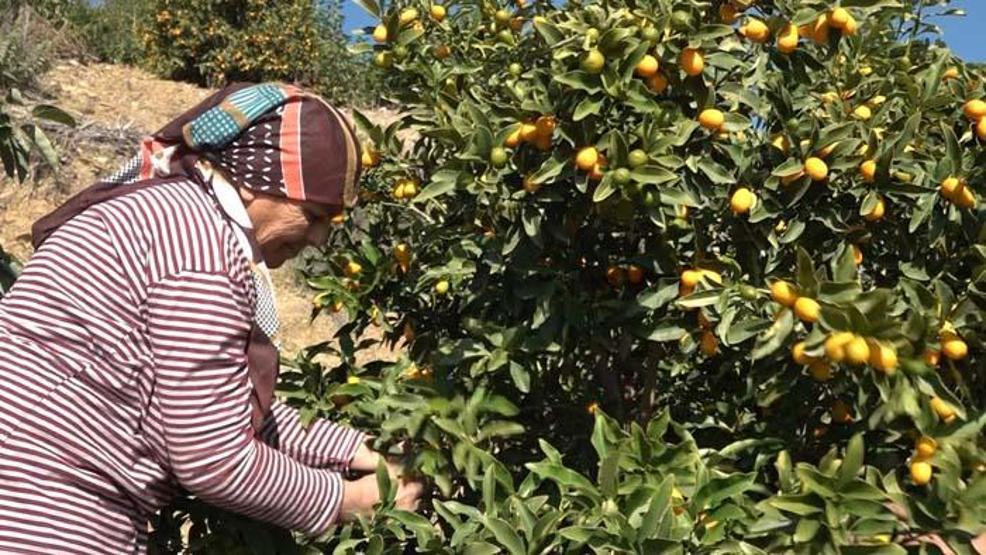 Vitamin ve mineral deposu Koronavirüs sürecinde yoğun ilgi görüyor
