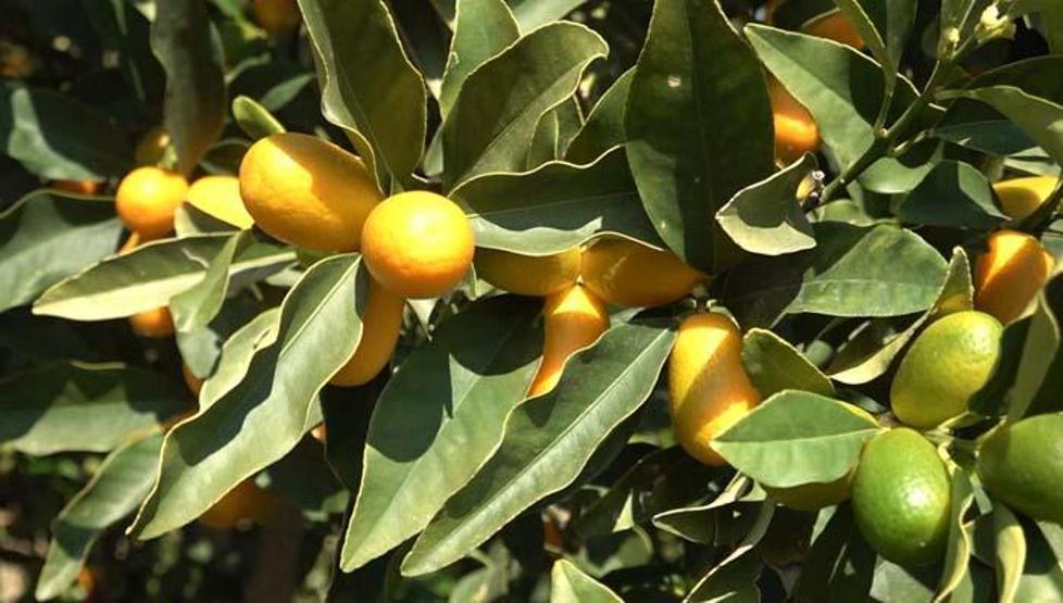 Vitamin ve mineral deposu Koronavirüs sürecinde yoğun ilgi görüyor