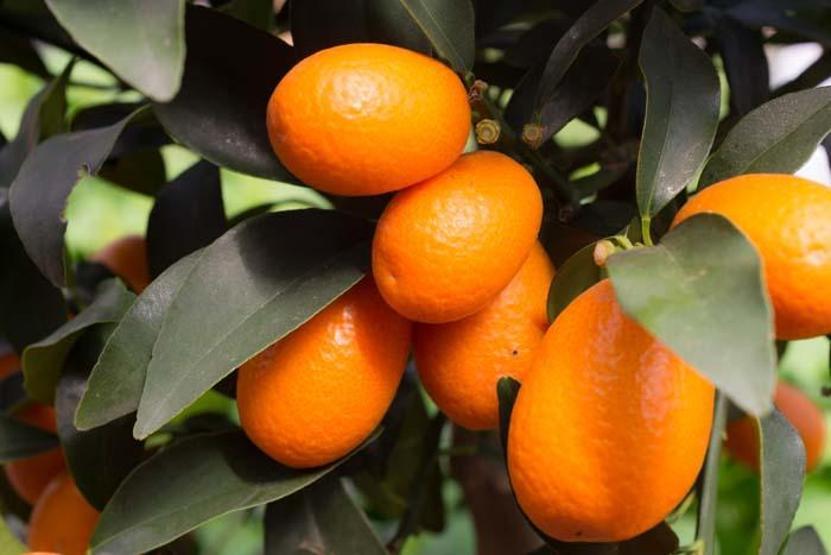 Vitamin ve mineral deposu Koronavirüs sürecinde yoğun ilgi görüyor